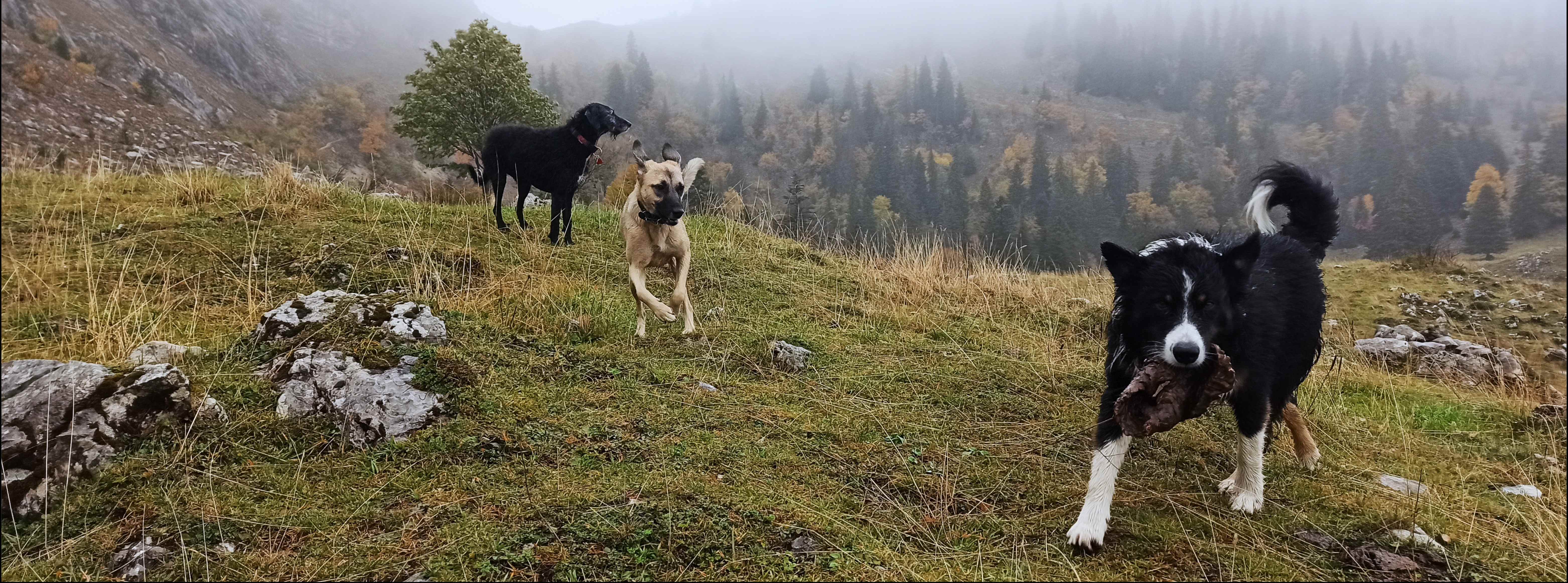 Trois chiens dans un paysage de montagne brumeux