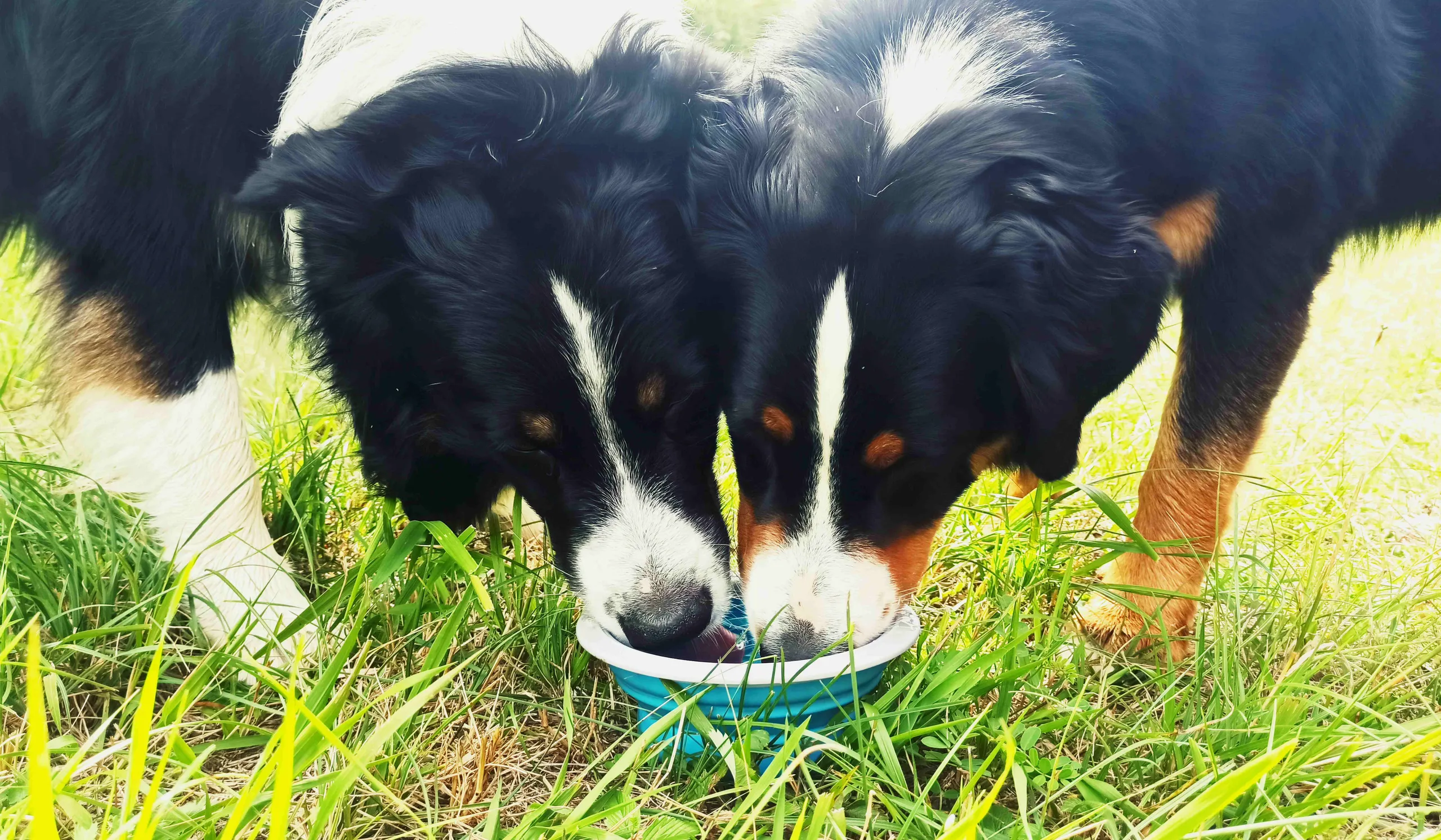 Deux border collies dans une prairie d'herbes hautes