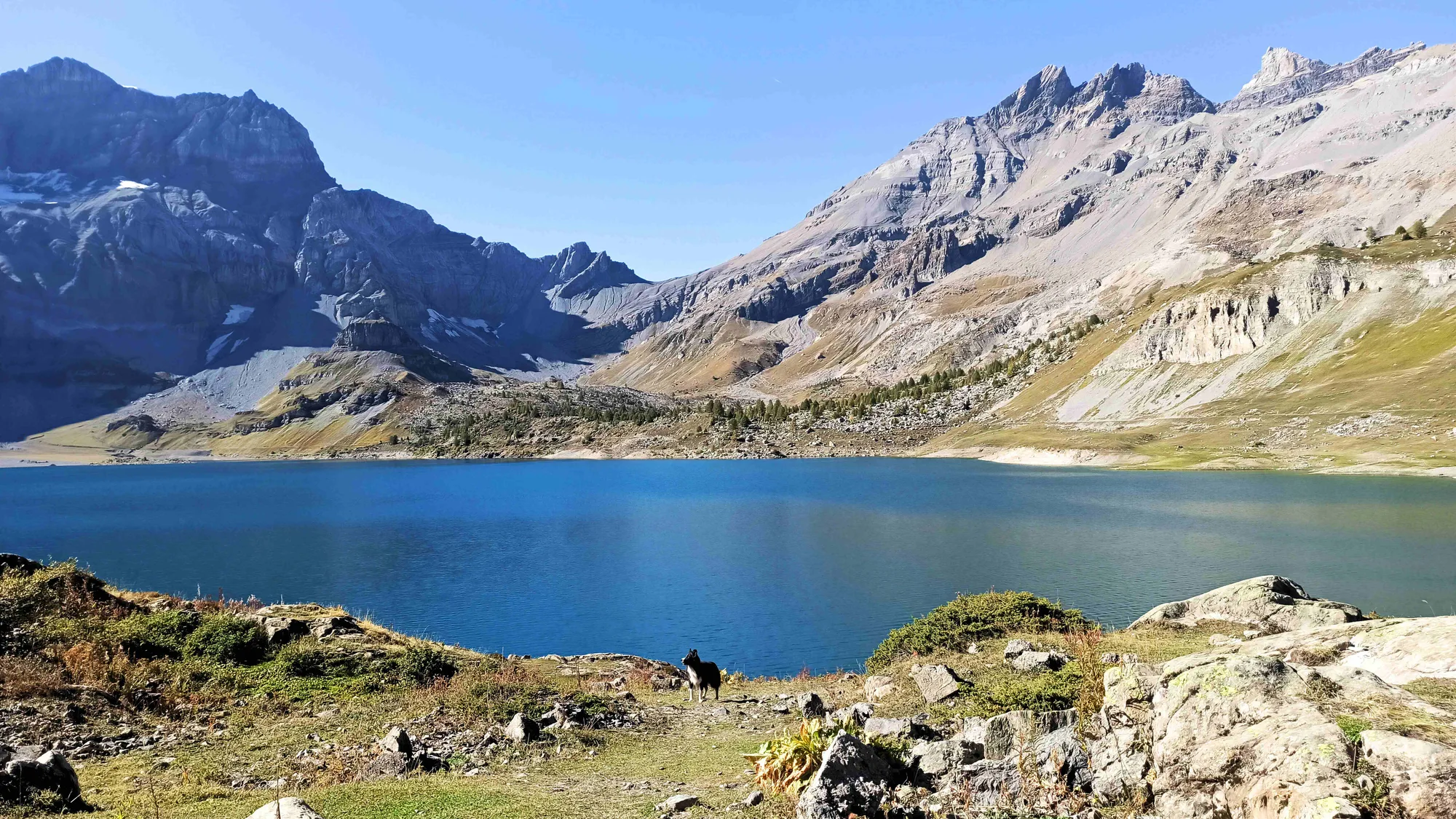 Chien au bord d'un lac de montagne